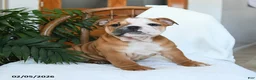English Bulldog dogs for sale: Molly - Ad 4