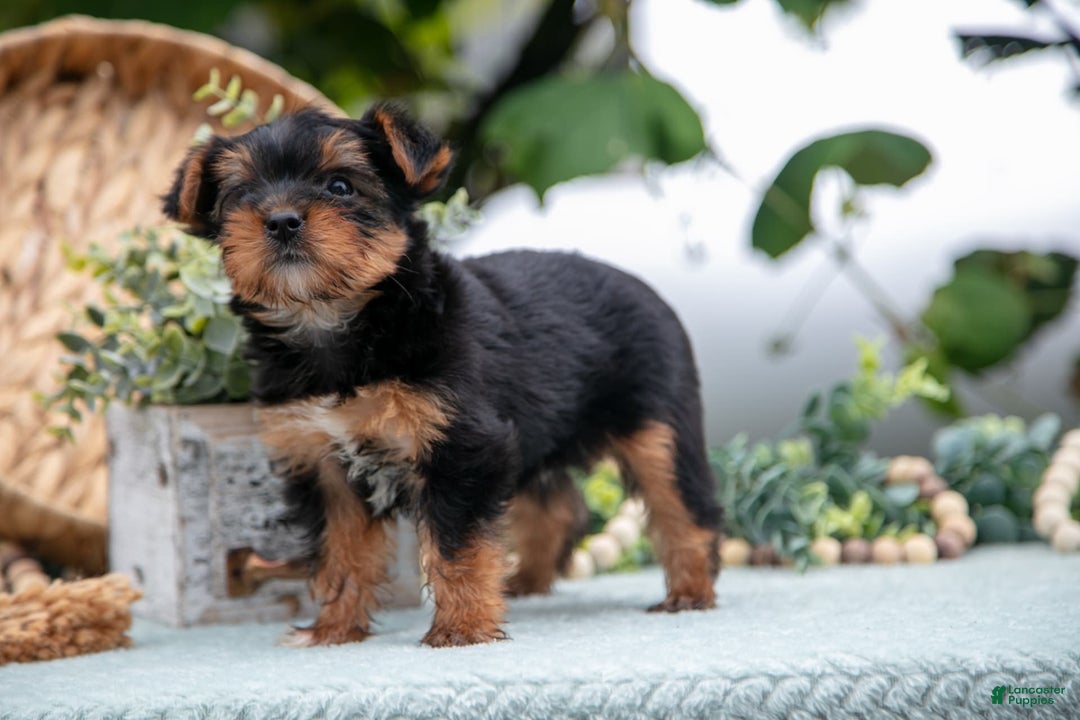 Shorkie dogs for sale: Holly - Ad 3