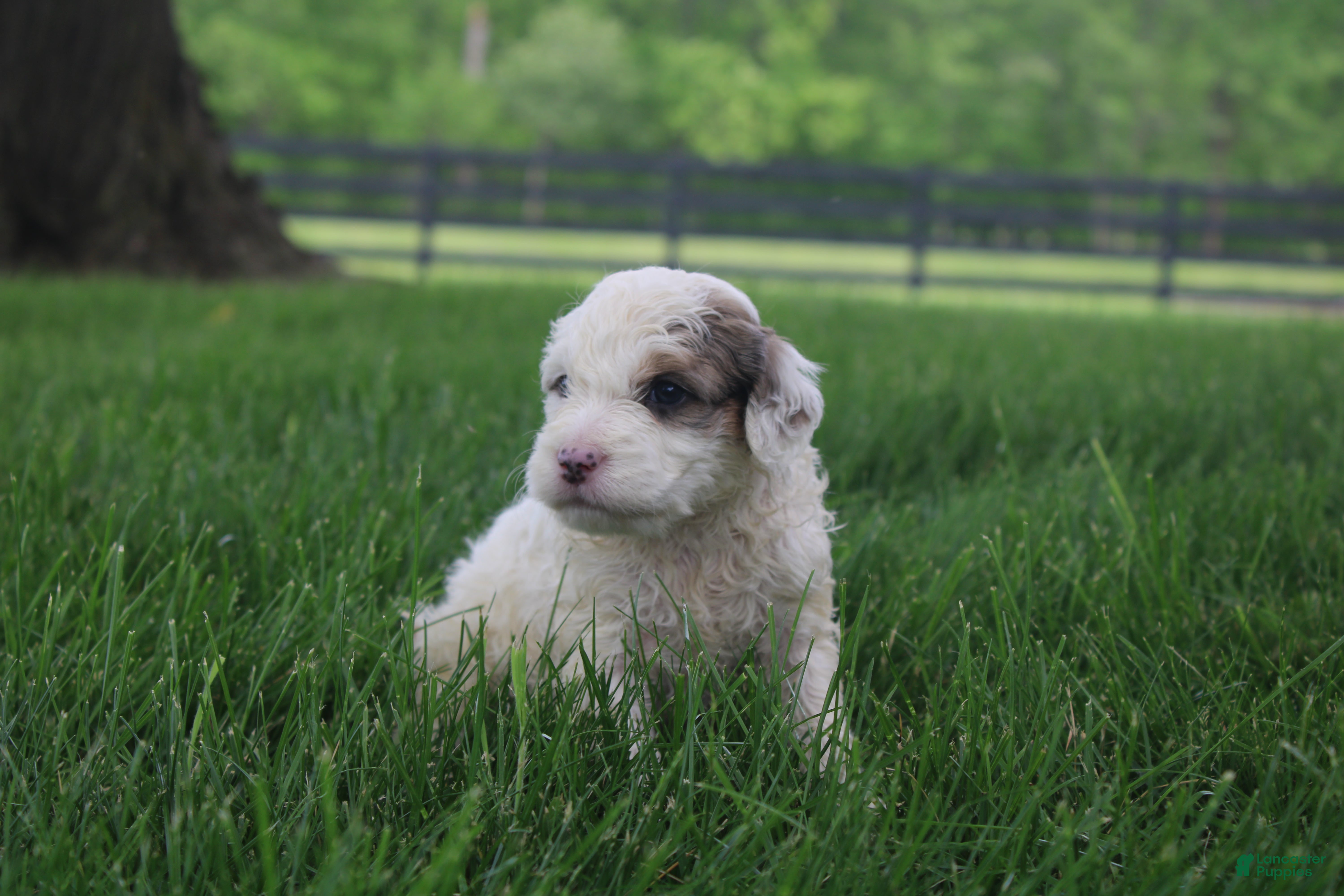 Mini Goldendoodle dogs Ria - Ad 2