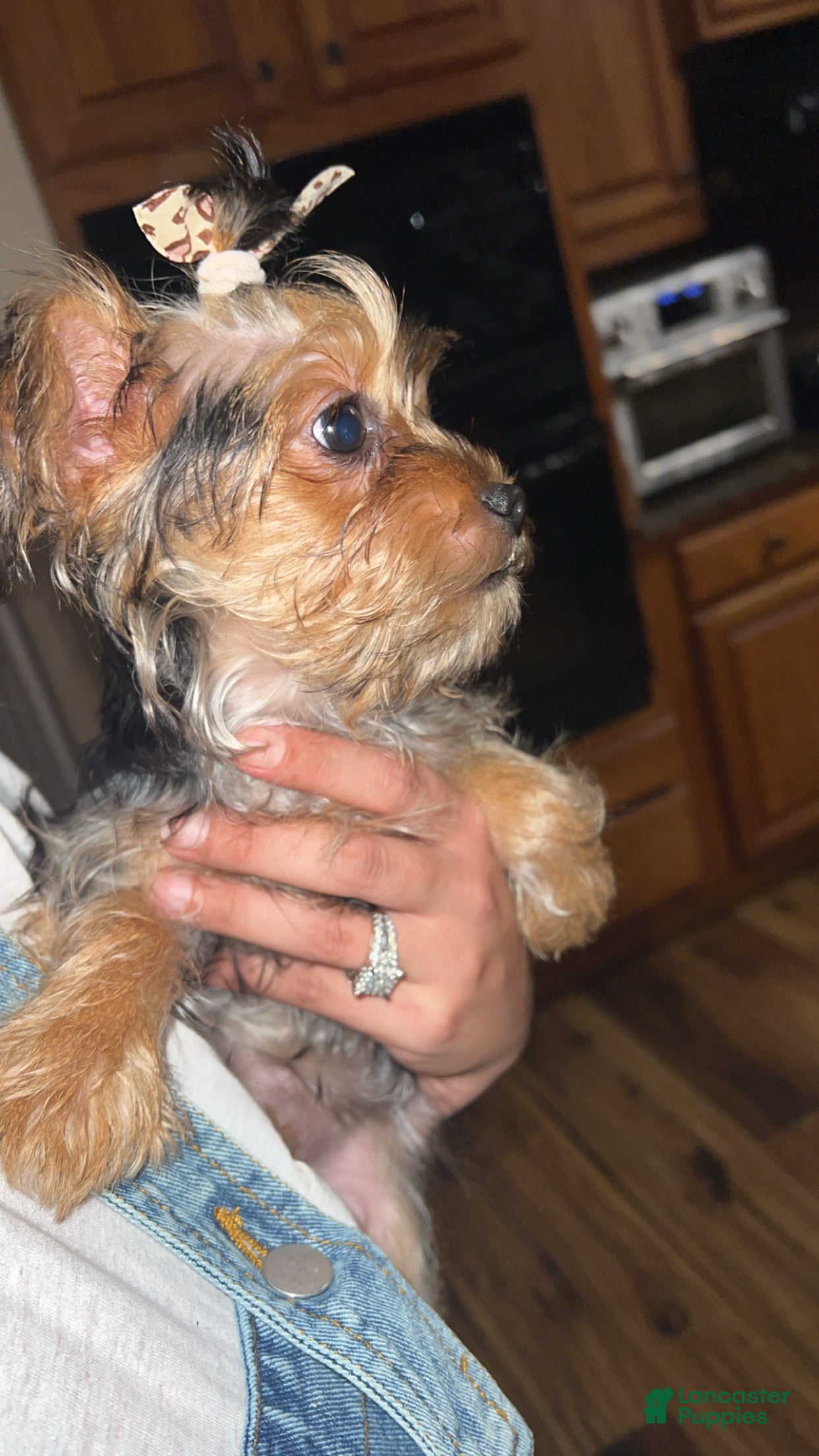 Mixed Breed dogs Mixed Breed 1 - Ad 40