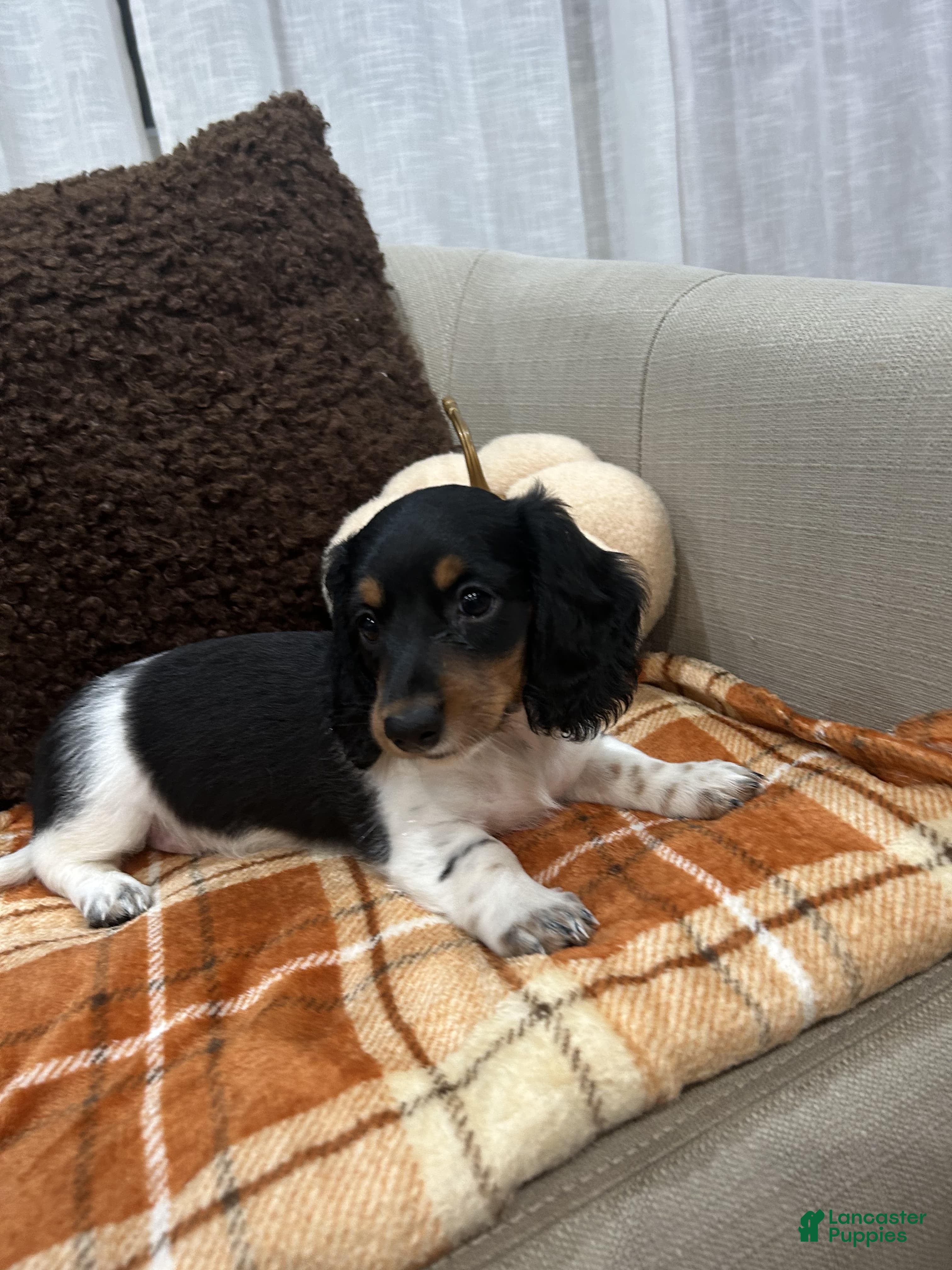 Miniature Dachshund dogs Mia - Ad 16