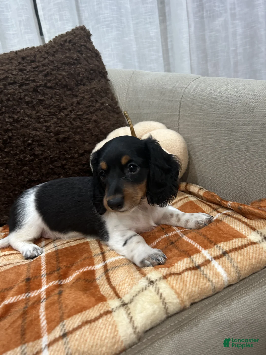 Miniature Dachshund dogs for sale: Mia - Ad 1
