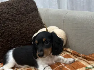 Miniature Dachshund dogs Mia - Ad 5