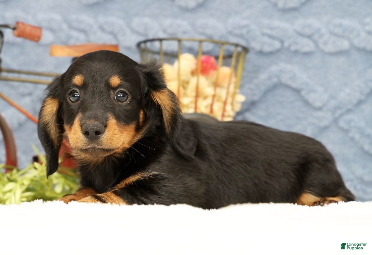 Miniature Dachshund dogs June - Ad 2