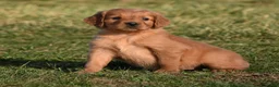 Golden Retriever dogs for sale: Princess      Genetic/OFA - Ad 6