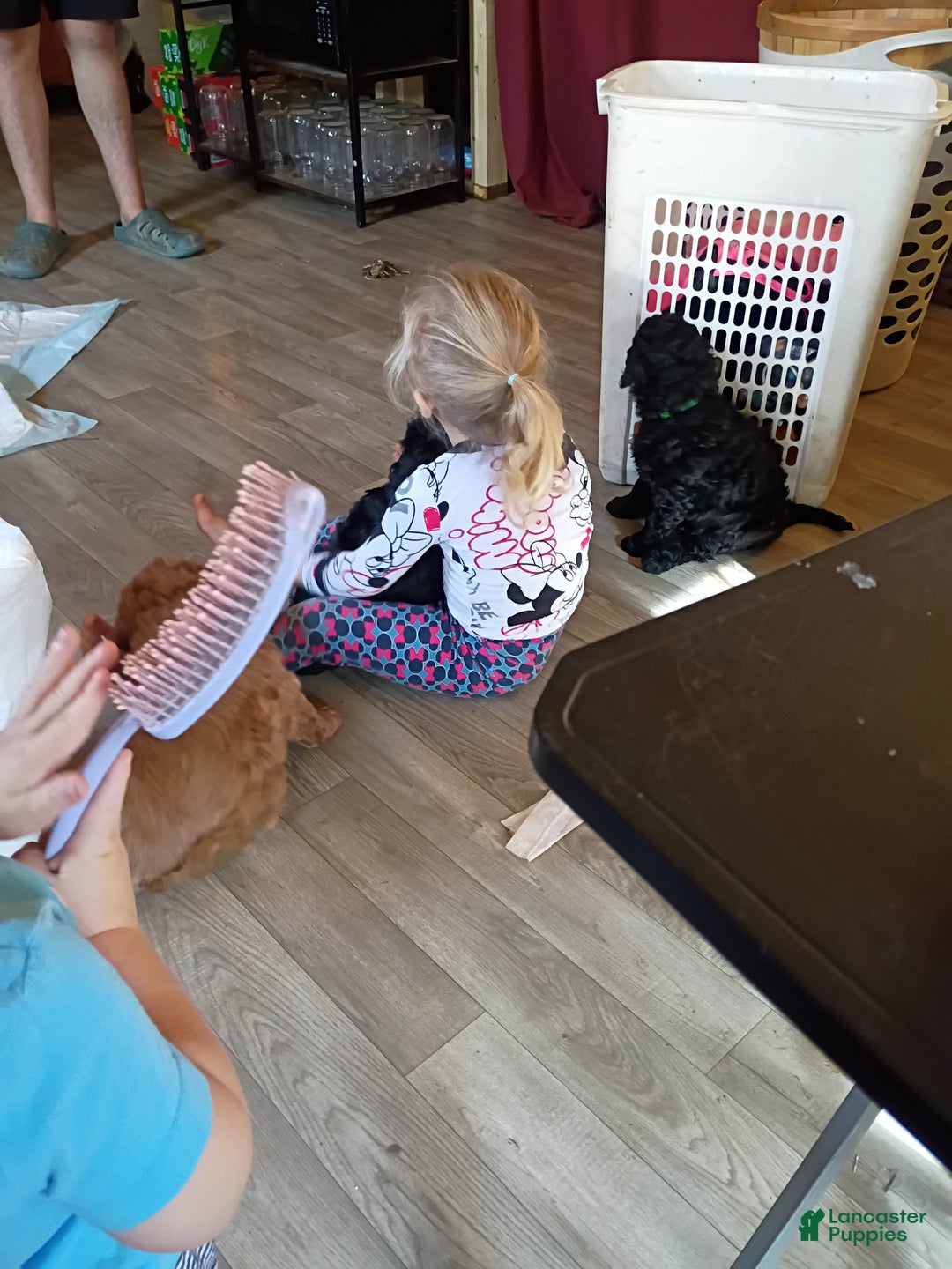 Mixed Breed dogs for sale: Mixed Breed Puppy 1 - Ad 3