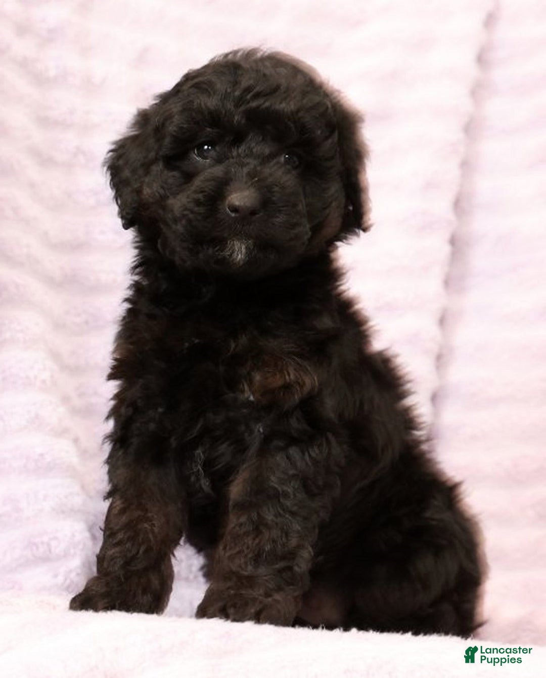 Mini Aussiedoodle dogs for sale: Benny - Ad 8