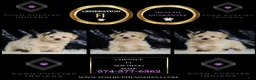Maltipoo dogs for sale: Chesnut - Ad 2