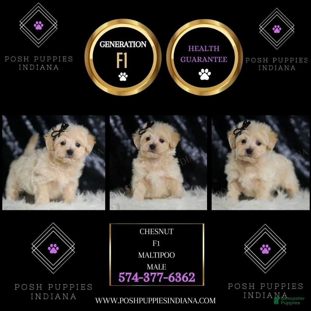 Maltipoo dogs for sale: Chesnut - Ad 2