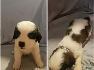 Saint Bernard dogs Saint Bernard 13 - Ad 42