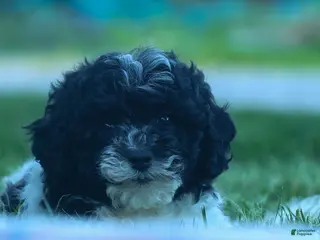 Cavapoo dogs for sale: Gracie - Ad 2