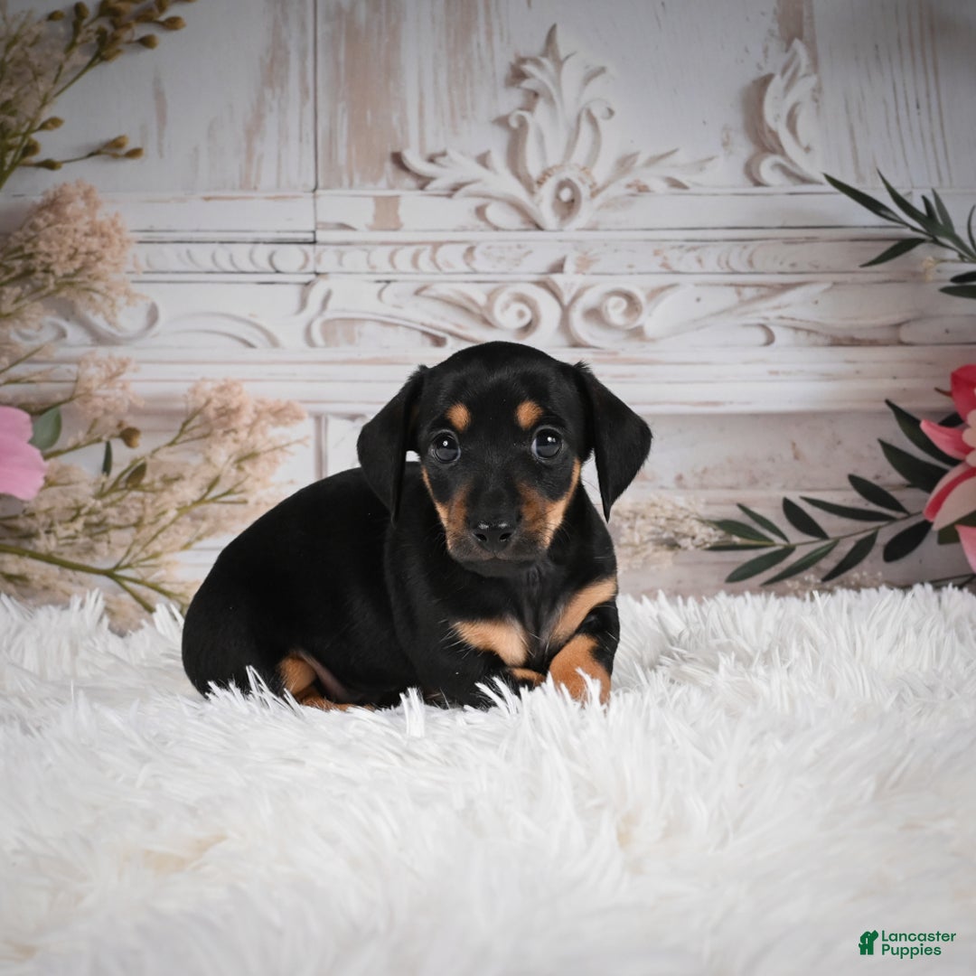 Miniature Dachshund dogs for sale: Pedro-AKC - Ad 5