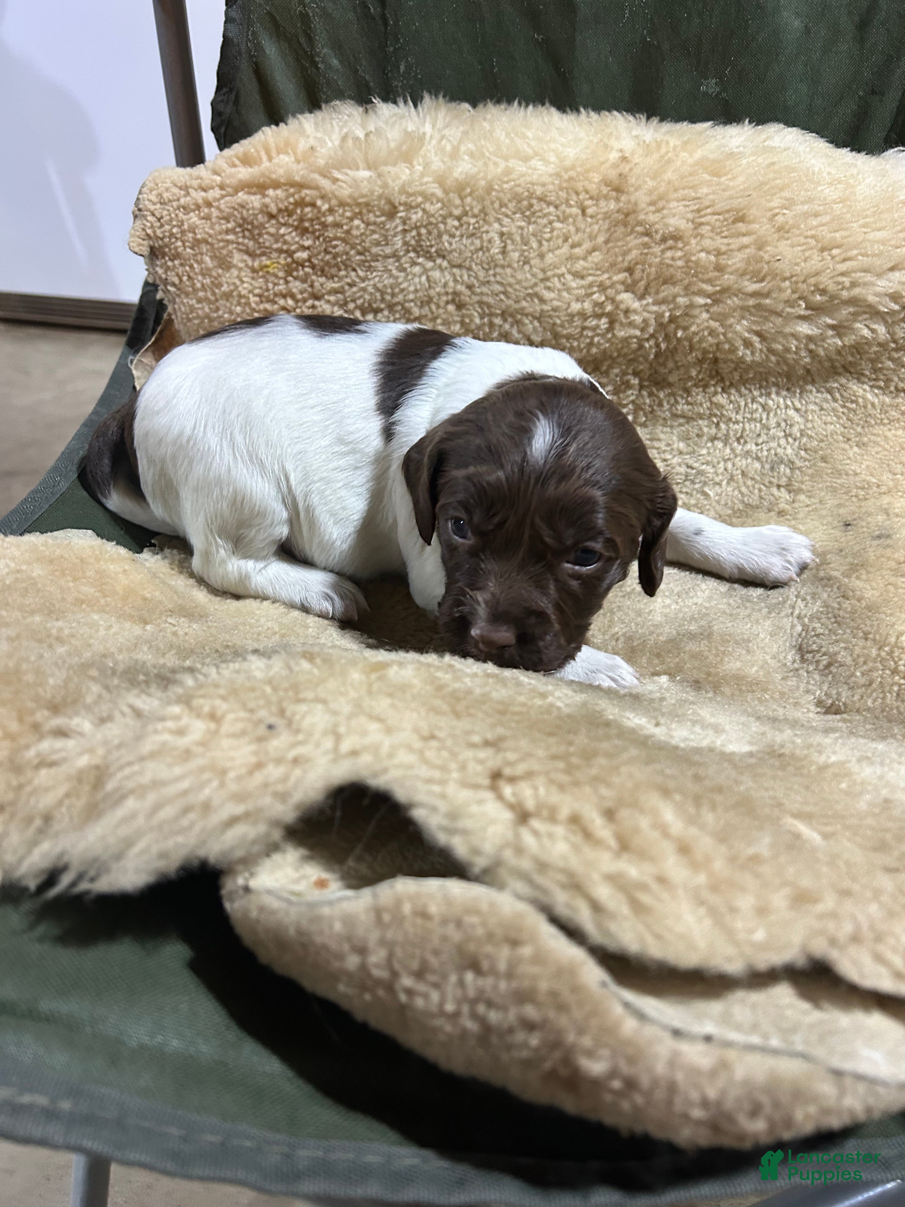 English Springer Spaniel dogs English Springer Spaniel Puppy 3 - Ad 24