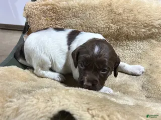 English Springer Spaniel dogs English Springer Spaniel Puppy 3 - Ad 24