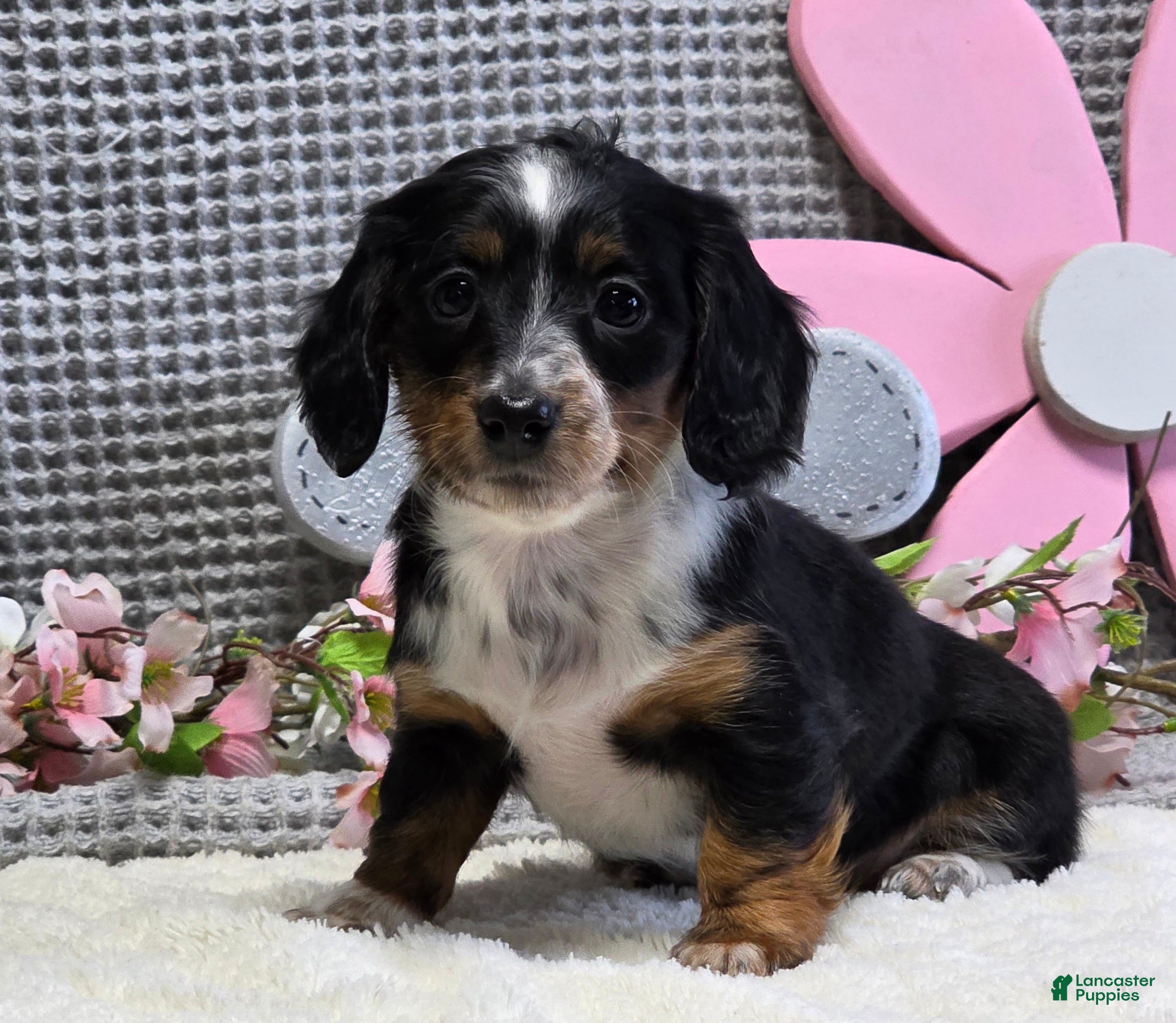 Miniature Dachshund dogs Elsa - Ad 2