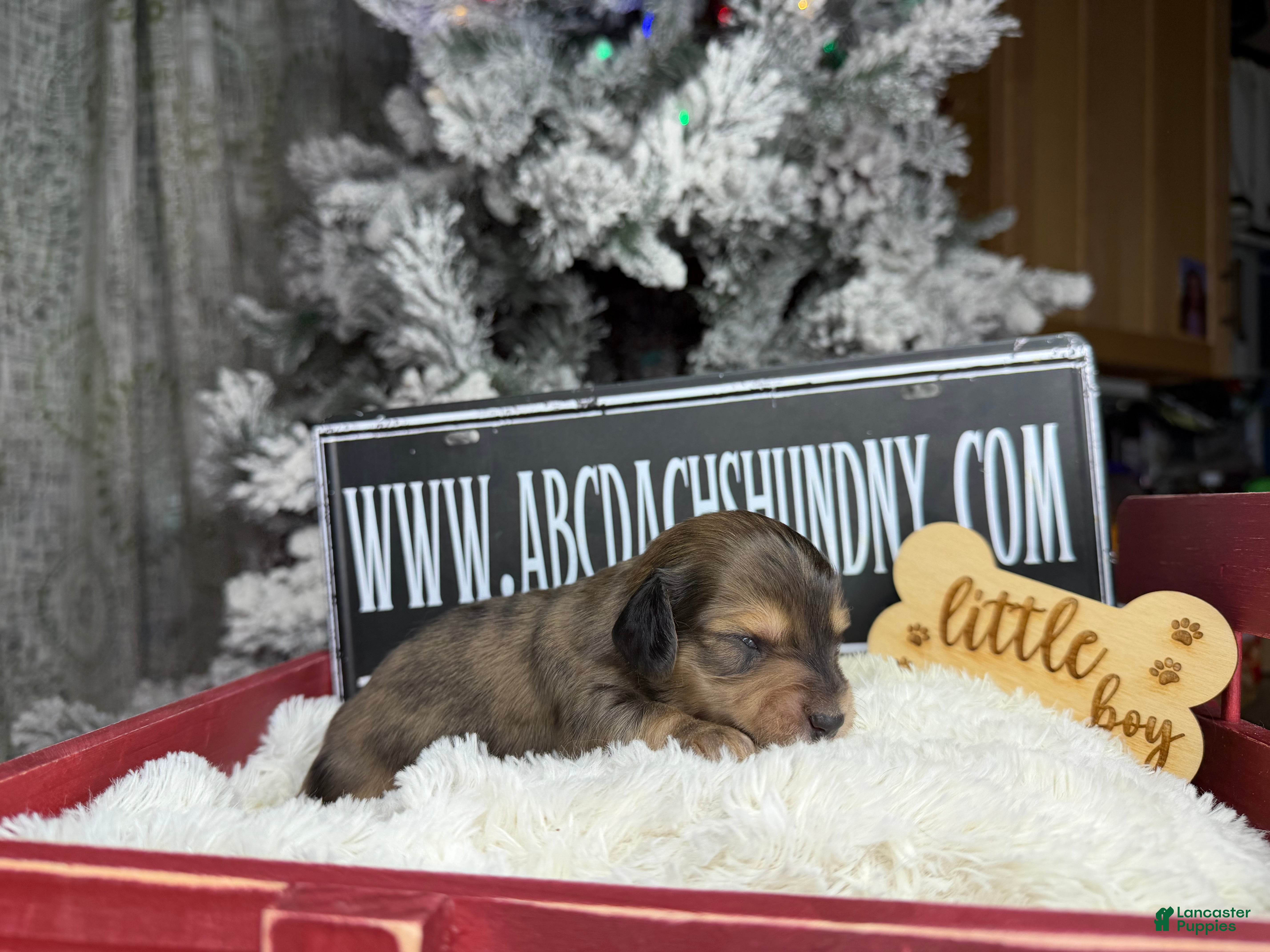 Miniature Dachshund dogs Dapple - Ad 38