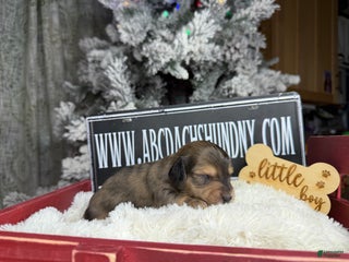 Miniature Dachshund dogs Dapple - Ad 21