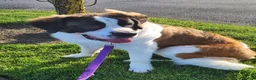Saint Bernard dogs for sale: Saint Bernard 1 - Ad 4
