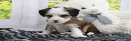 Mini Bernedoodle dogs for sale: Ryker - Ad 4