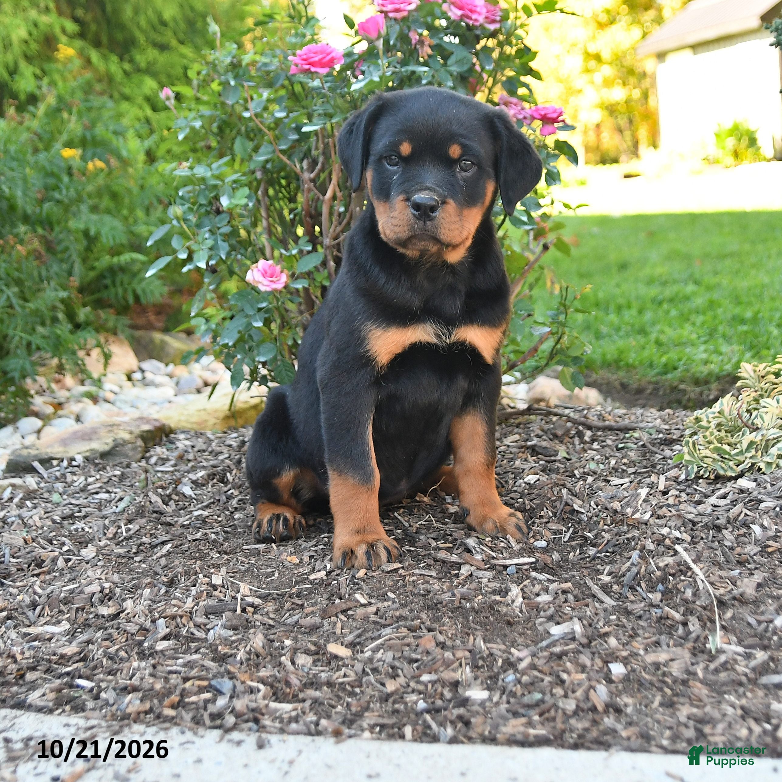 Rottweiler dogs Trixie - Ad 1