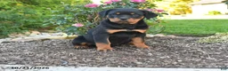 Rottweiler dogs for sale: Trixie - Ad 1