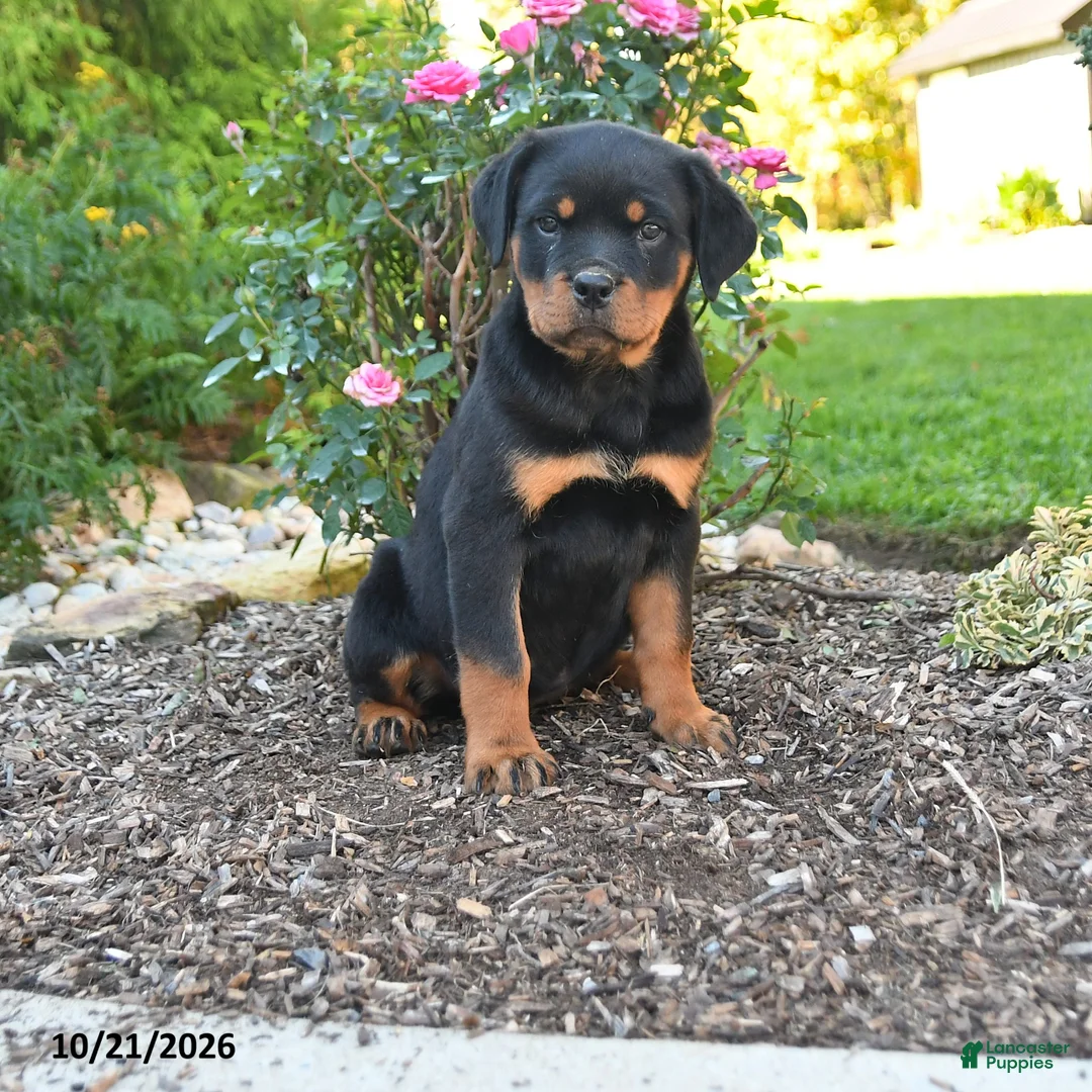 Rottweiler dogs for sale: Trixie - Ad 1