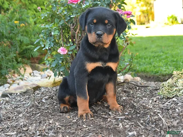 Rottweiler dogs Trixie - Ad 1