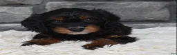 Cavapoo dogs for sale: Cavapoo 2 - Ad 6