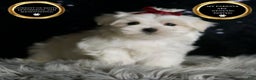 Maltese dogs for sale: Cloudpuff - Ad 1