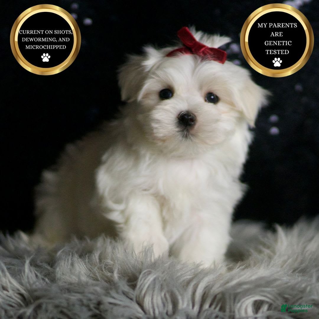 Maltese dogs for sale: Cloudpuff - Ad 1