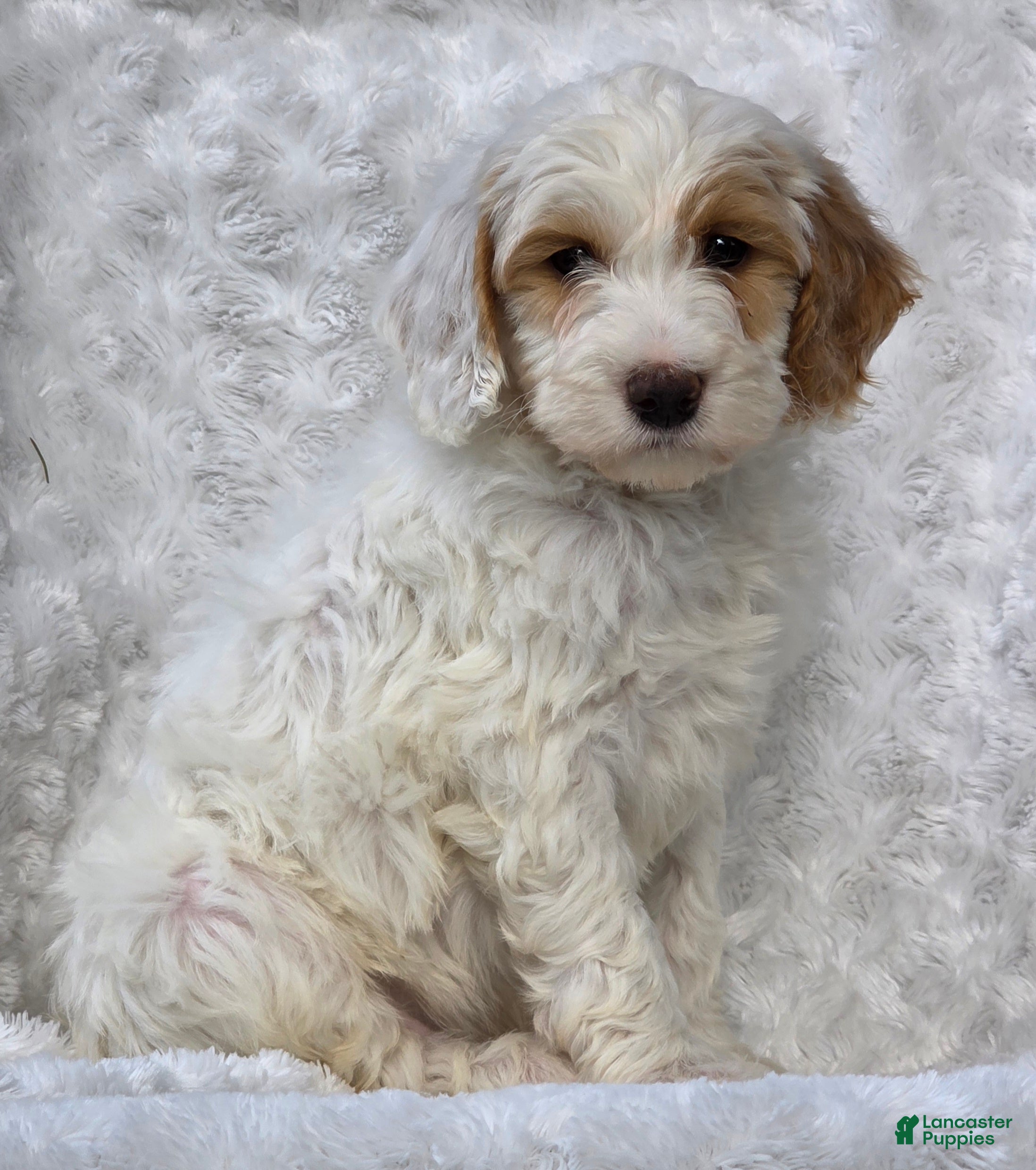 Mini Goldendoodle dogs Buddy - Ad 1