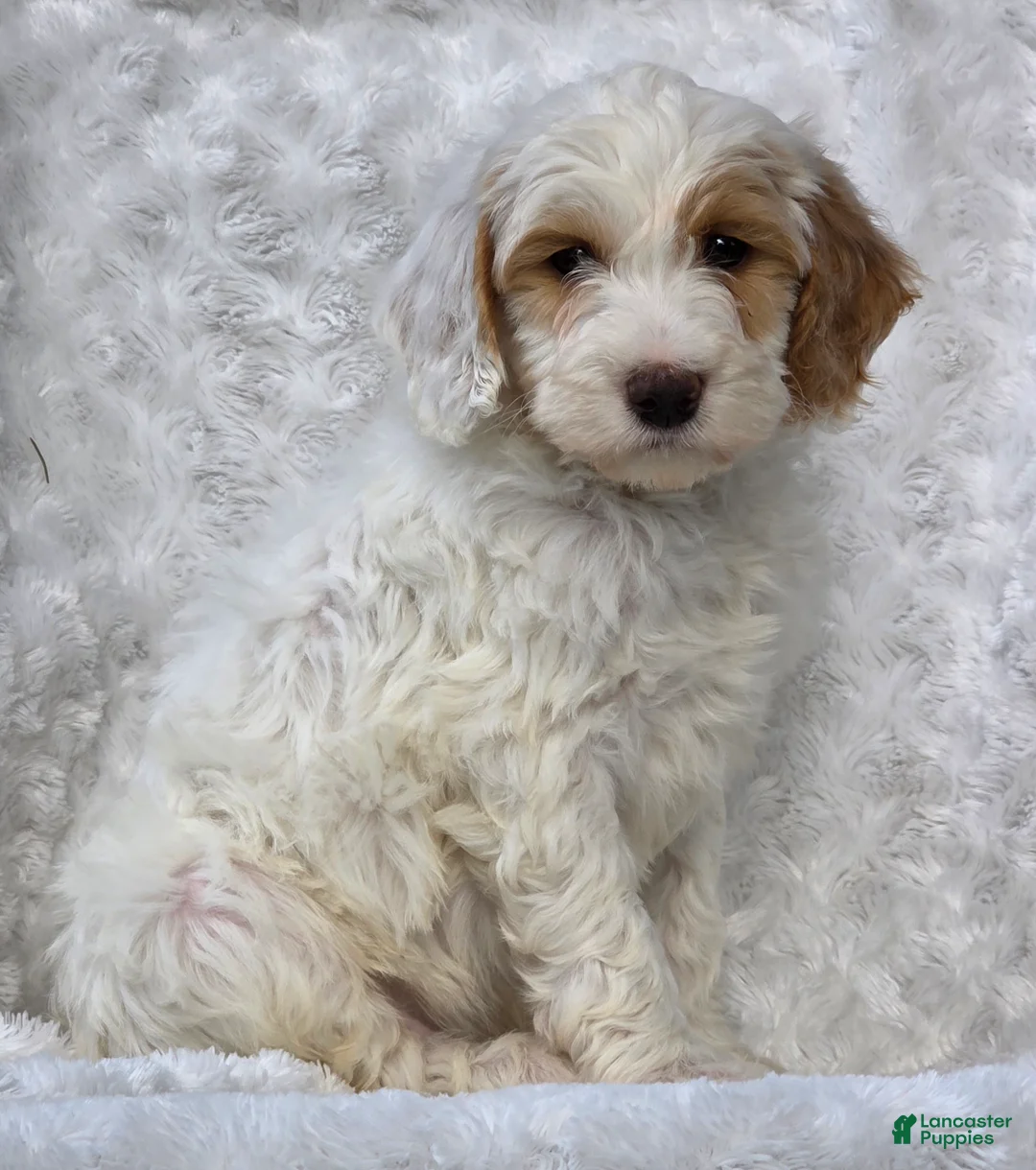Mini Goldendoodle dogs for sale: Buddy - Ad 1