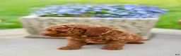Mini Goldendoodle dogs for sale: Penny-Micro - Ad 2