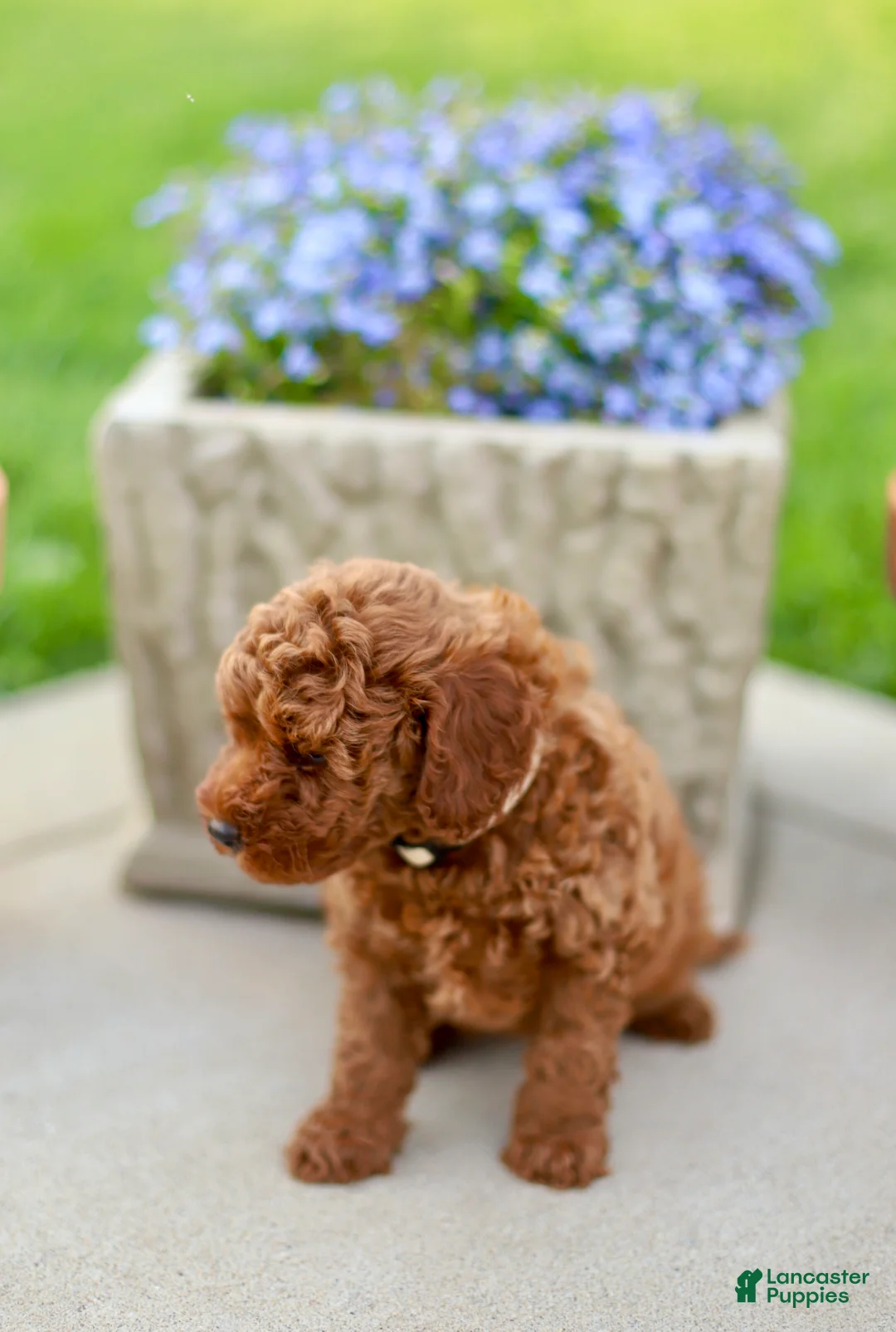 Mini Goldendoodle dogs for sale: Penny-Micro - Ad 2
