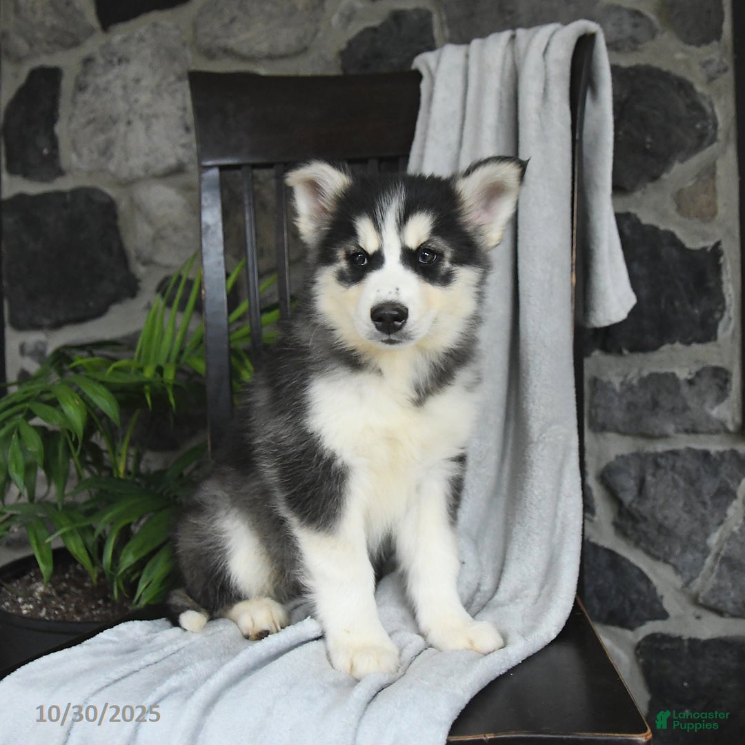 Pomsky dogs for sale: Toby - Ad 3