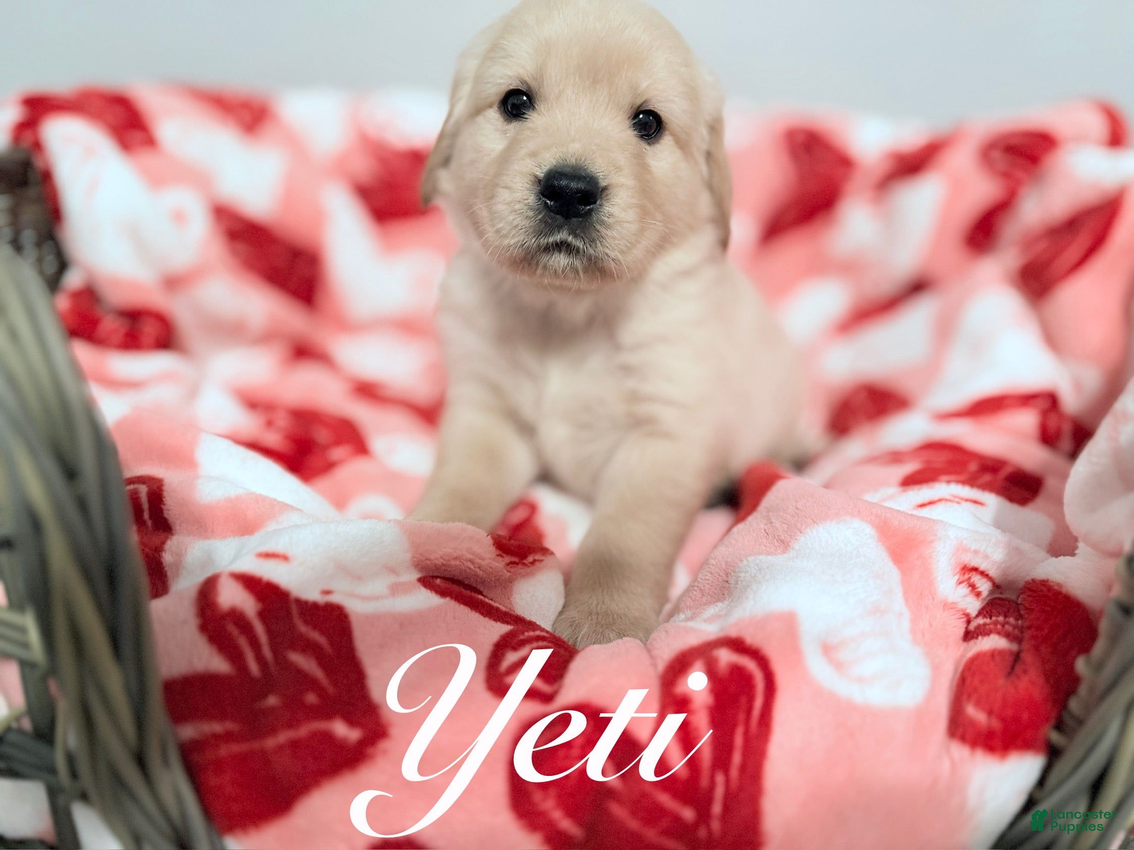 Golden Retriever dogs Golden Retriever Puppy 1 - Ad 36