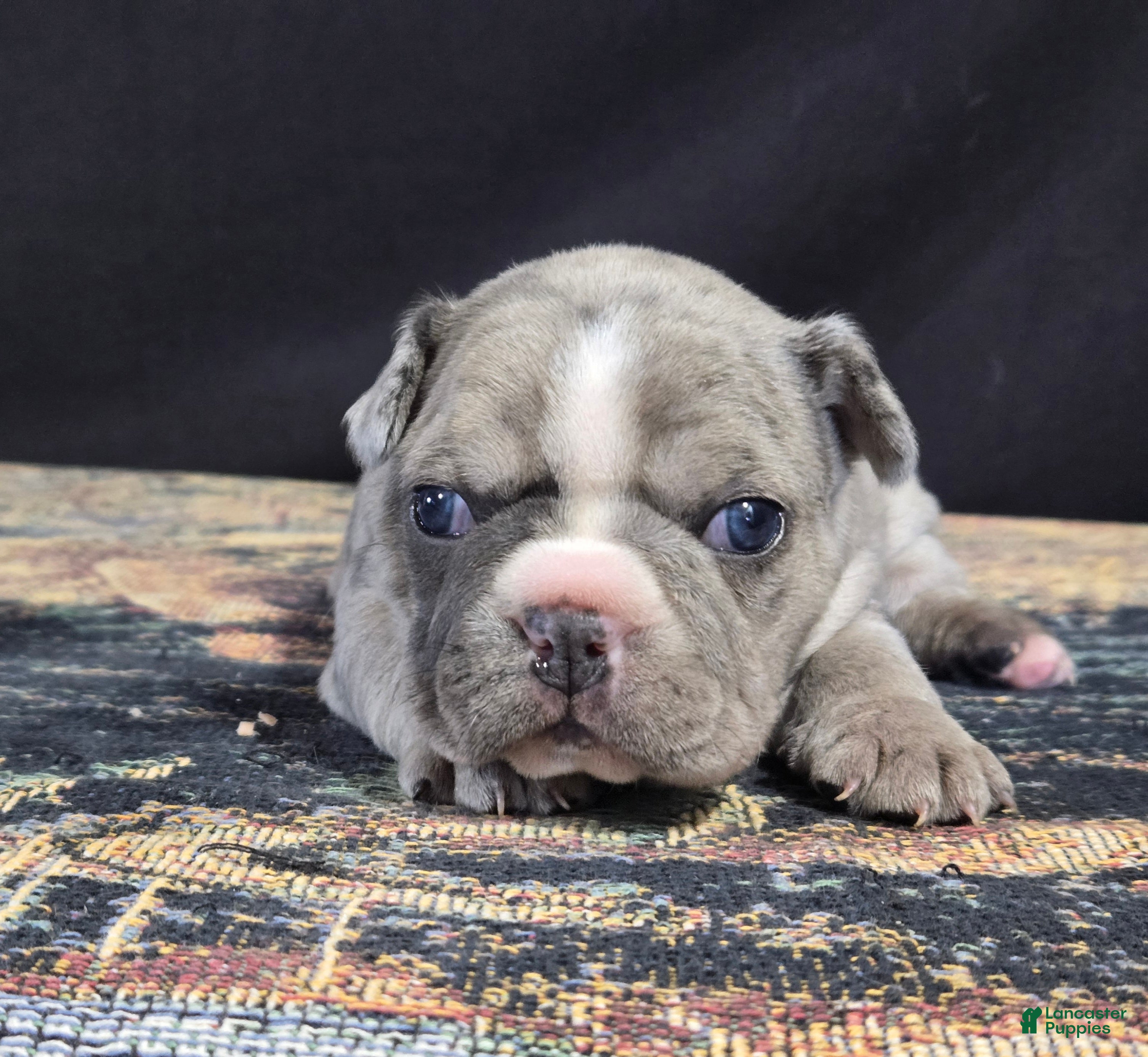 Frenchton dogs Cleo - Ad 39