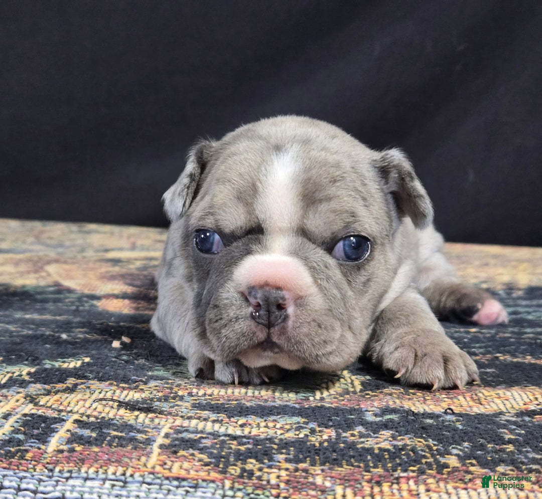 Frenchton dogs for sale: Cleo - Ad 1