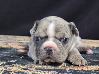 Frenchton dogs Cleo - Ad 11