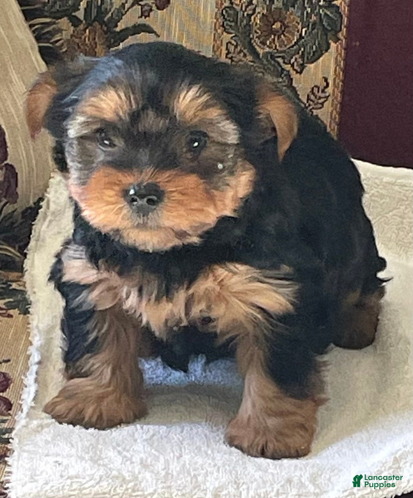 Yorkshire Terrier dogs Colson - Ad 15