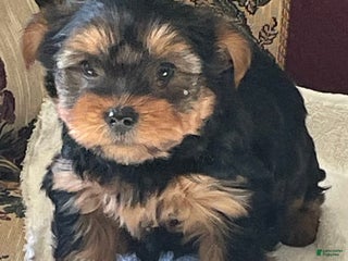 Yorkshire Terrier dogs Colson - Ad 15
