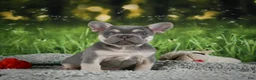 French Bulldog dogs for sale: Mercy - Ad 3
