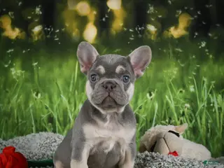 French Bulldog dogs for sale: Mercy - Ad 3