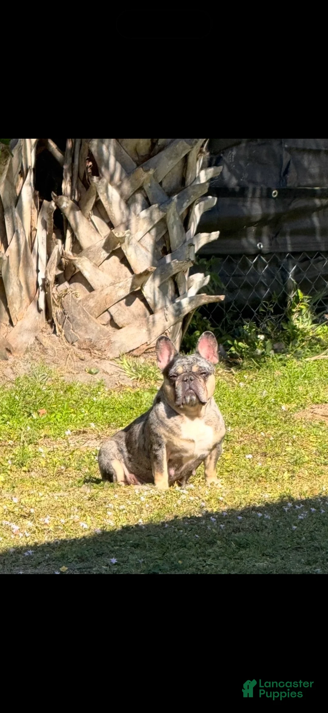 French Bulldog dogs for sale: Princess - Ad 8