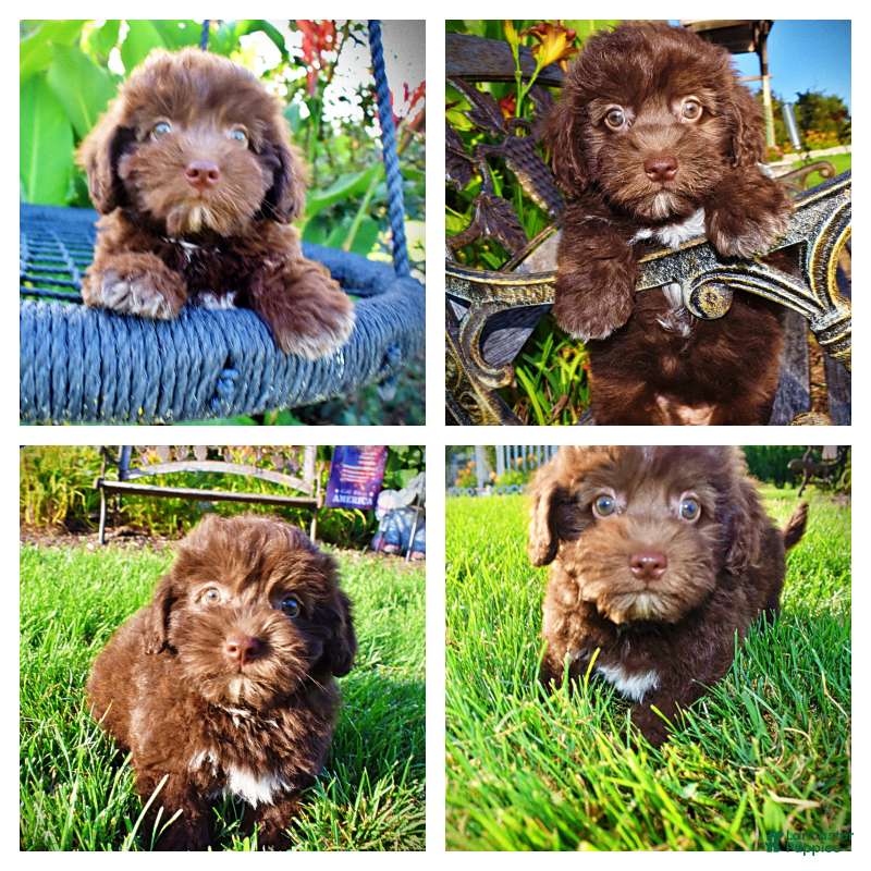 Havapoo dogs Emily - Ad 1
