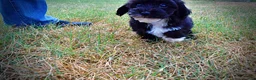 Havapoo dogs for sale: Kudos - Ad 18