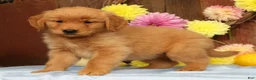 Golden Retriever dogs for sale: Hansel - Ad 7