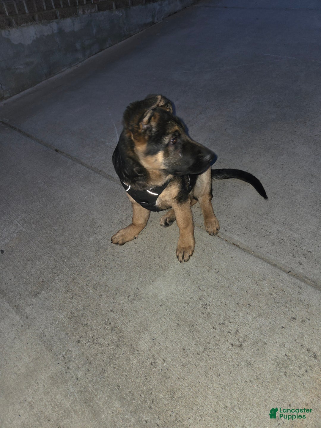 German Shepherd dogs for sale: German Shepherd Puppy 1 - Ad 4