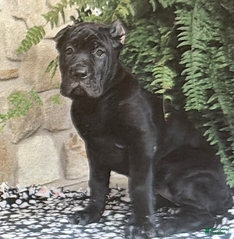 Cane Corso dogs Noelle - Ad 32