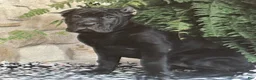 Cane Corso dogs for sale: Noelle - Ad 1